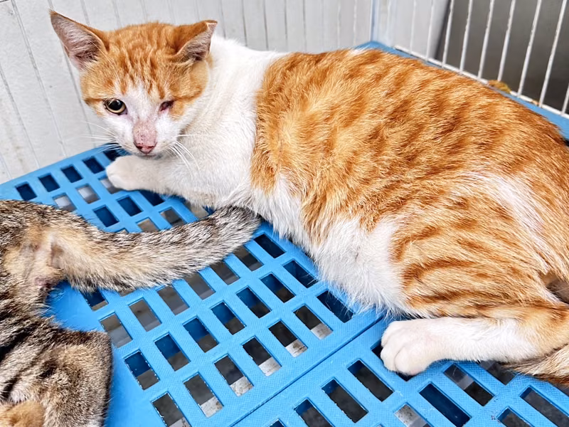 Orange-and-white adult male mixed-breed cat, Large, shelter no. …1007