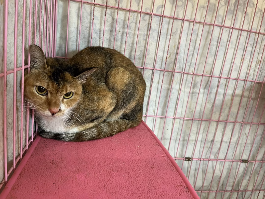 Calico adult female mixed-breed cat, Medium, shelter no. …0910