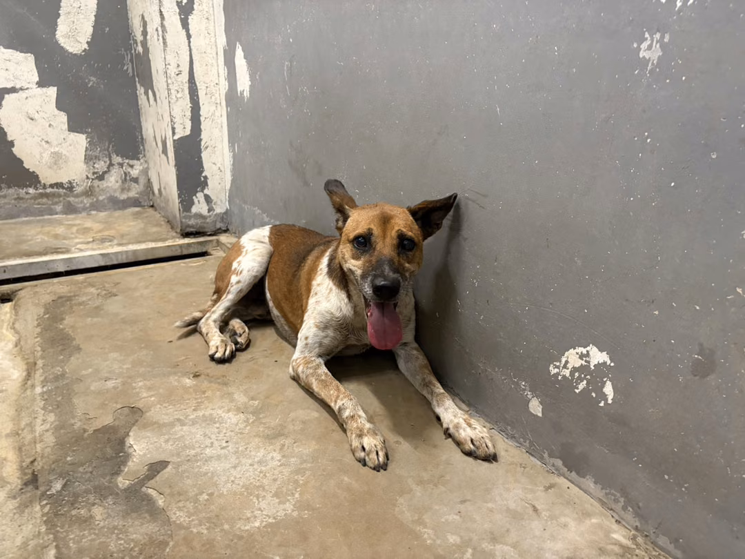 Brown-and-white adult male mixed-breed dog, Medium, shelter no. …4001