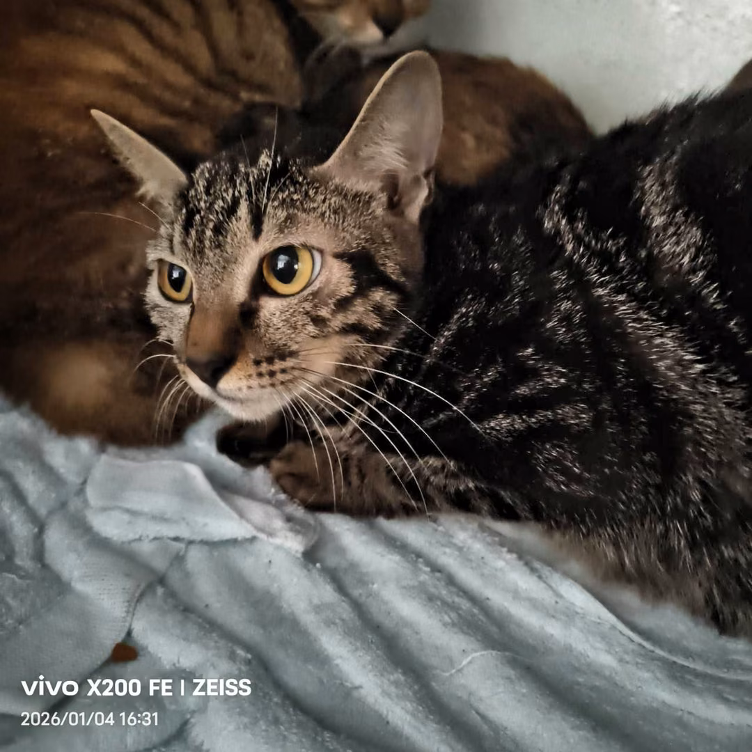 Black tabby adult female mixed-breed cat, Medium, shelter no. …7006