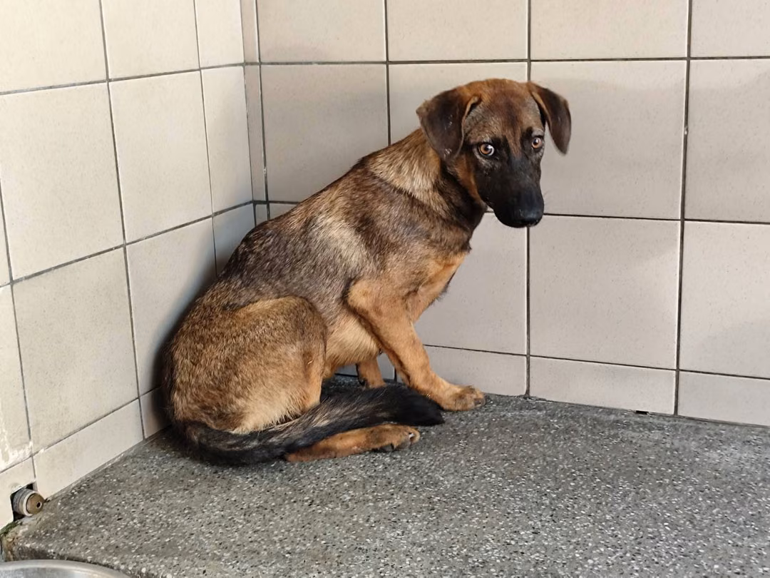 Tan adult male mixed-breed dog, Large, shelter no. …1610