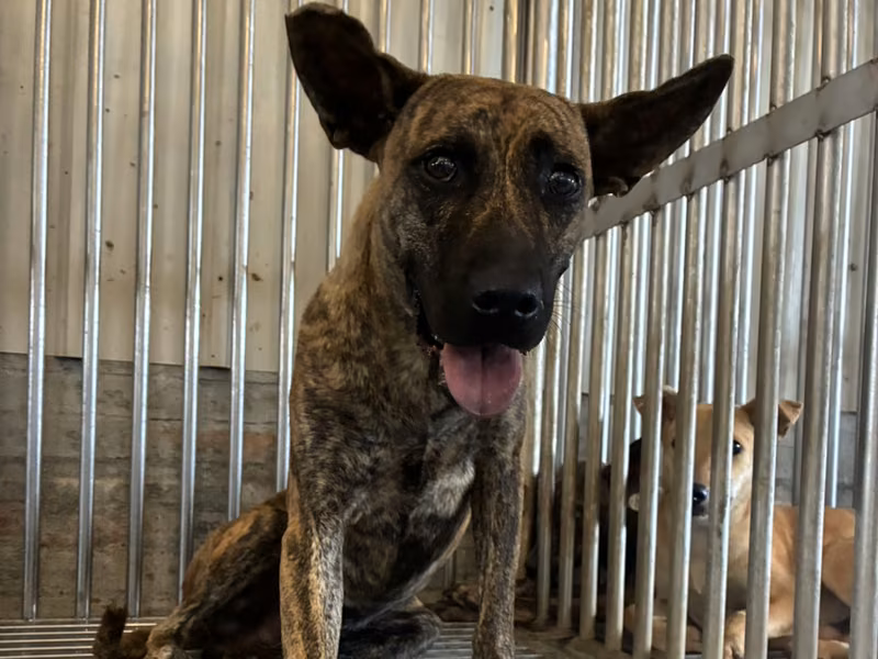 Tabby adult male mixed-breed dog, Medium, shelter no. …1010