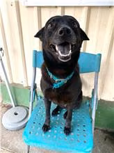Black adult female mixed-breed dog, Medium, shelter no. …4037