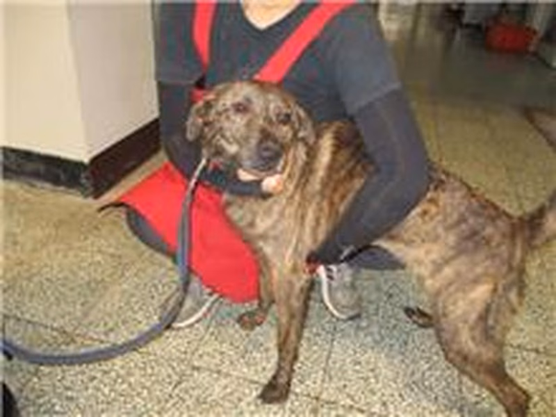 Tabby adult male mixed-breed dog, Medium, shelter no. …3008