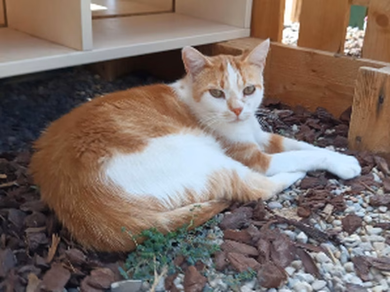 Tiburcio, Adult · Male · European Shorthair