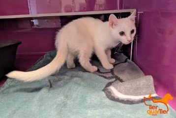 White young female European Shorthair, shelter no. …4021