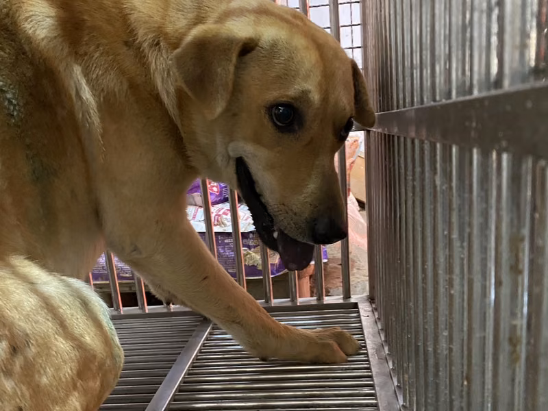 Tan adult male mixed-breed dog, Medium, shelter no. …1-02