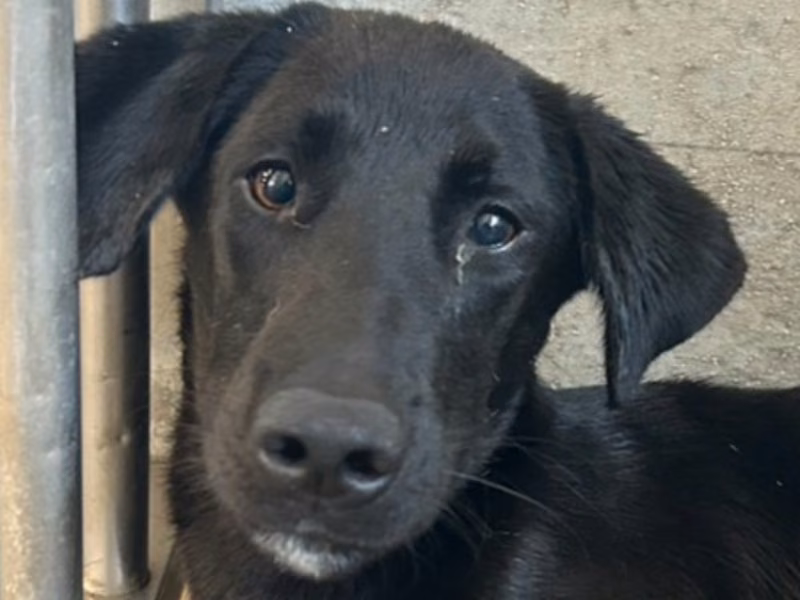 Black adult male mixed-breed dog, Large, shelter no. …0002