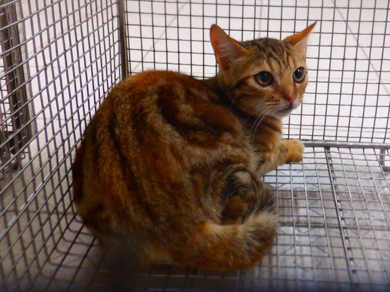 Orange tabby adult female mixed-breed cat, Small, shelter no. …14C8