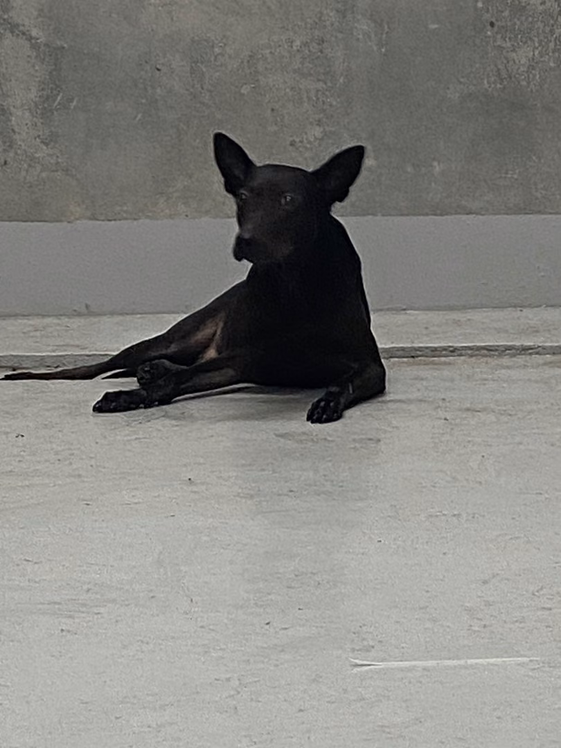 Black adult male mixed-breed dog, Large, shelter no. …1001