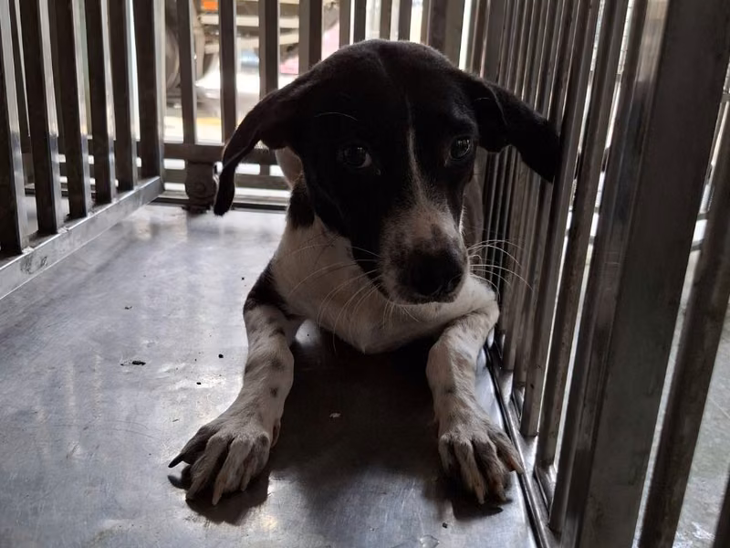 Black-and-white adult female mixed-breed dog, Medium, shelter no. …9-03