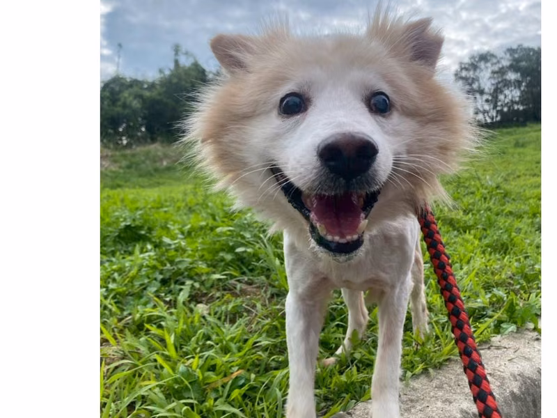 Pusang halo ang lahi (Babae, Matanda na, puti), Katamtaman, blg. ng shelter …7001