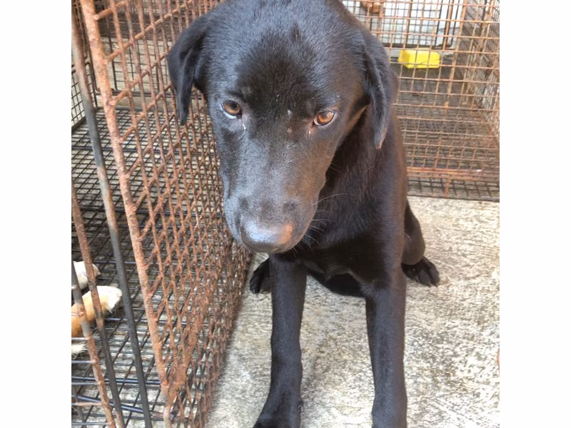 Black adult female mixed-breed dog, Large, shelter no. …1002