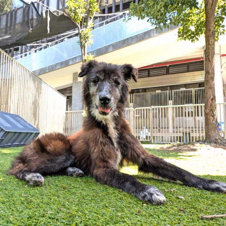 Black adult female mixed-breed dog, Medium, shelter no. …0001