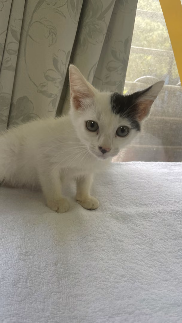 Black-and-white young female mixed-breed cat, Small, shelter no. …7006