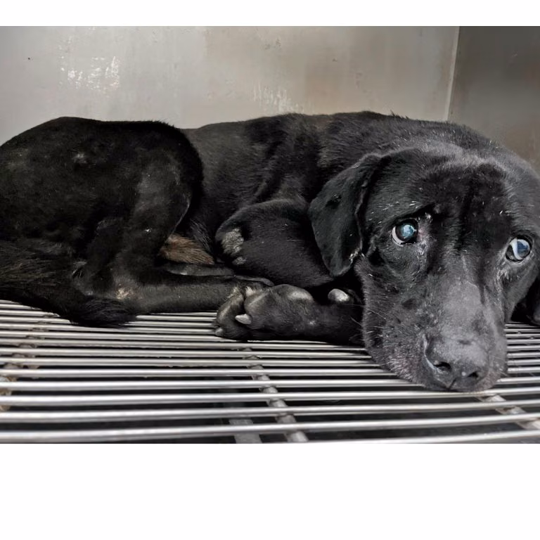 Black adult male mixed-breed dog, Medium, shelter no. …3101