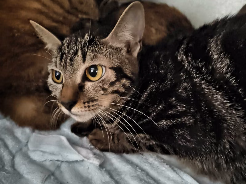 Black tabby adult female mixed-breed cat, Medium, shelter no. …7006