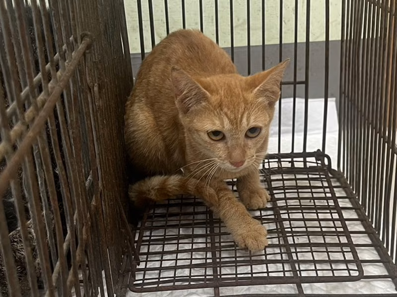 Orange tabby young female mixed-breed cat, Small, shelter no. …2C02