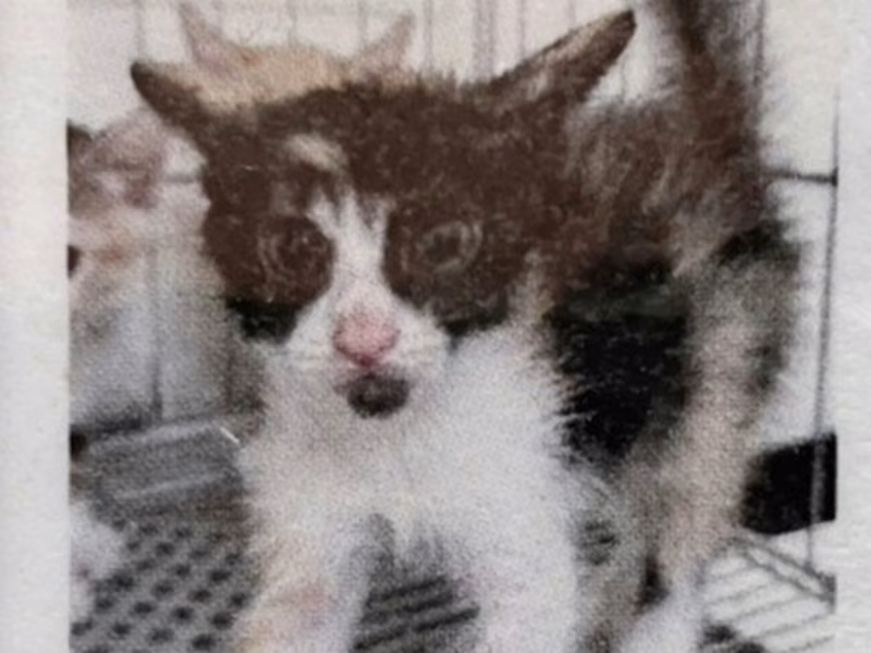 Calico young female mixed-breed cat, Medium, shelter no. …0006