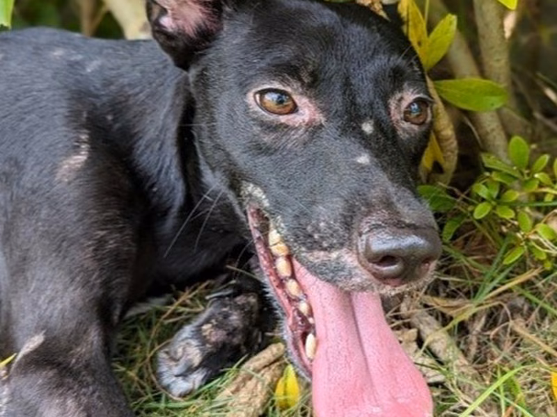 Black young male mixed-breed dog, Small, shelter no. …1006