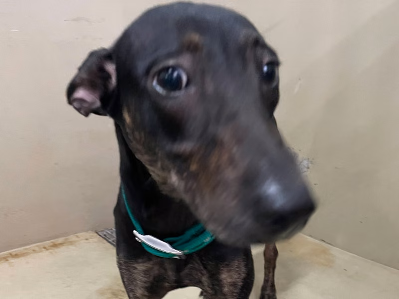 Tabby adult female mixed-breed dog, Medium, shelter no. …3001