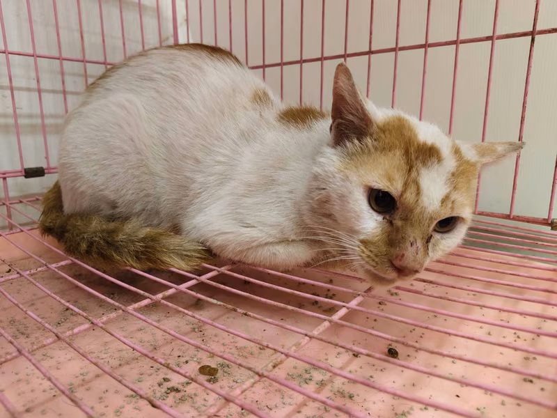 ミックス猫(オス・成猫・茶と白)、中型, 施設番号 …1302