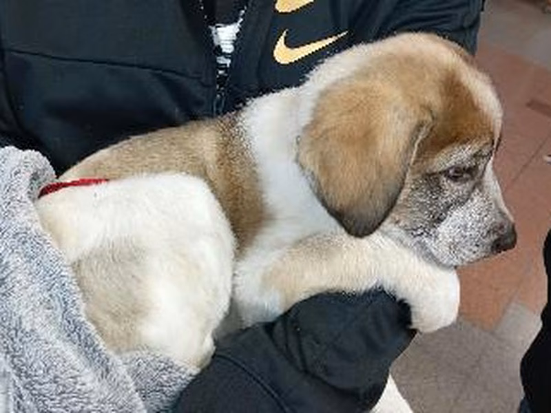White-and-brown young male mixed-breed dog, shelter no. …4264