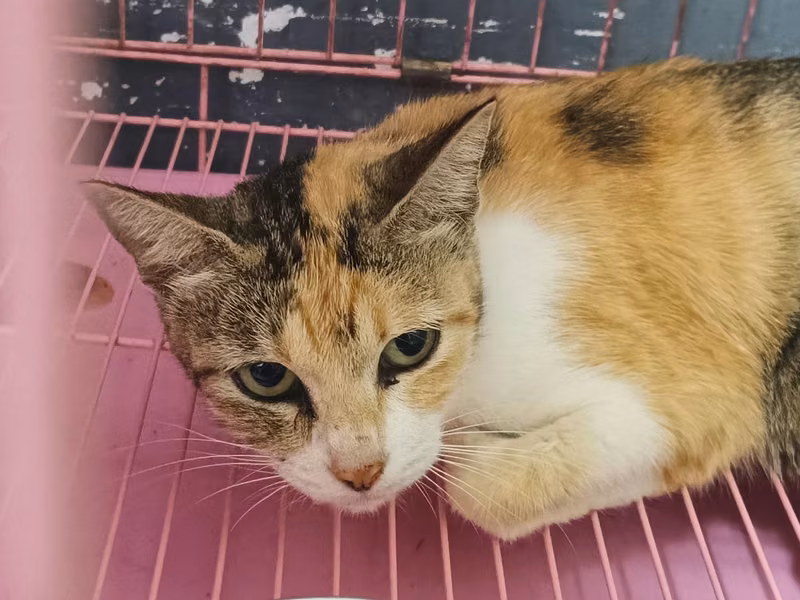 Calico adult female mixed-breed cat, Medium, shelter no. …0012