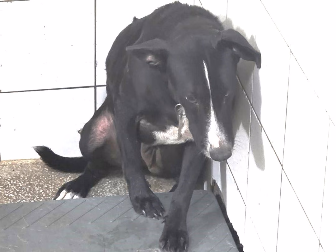 Black adult female mixed-breed dog, Large, shelter no. …2A25