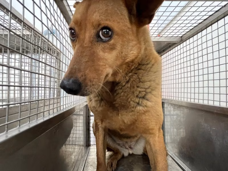 Tan adult female mixed-breed dog, Medium, shelter no. …1906