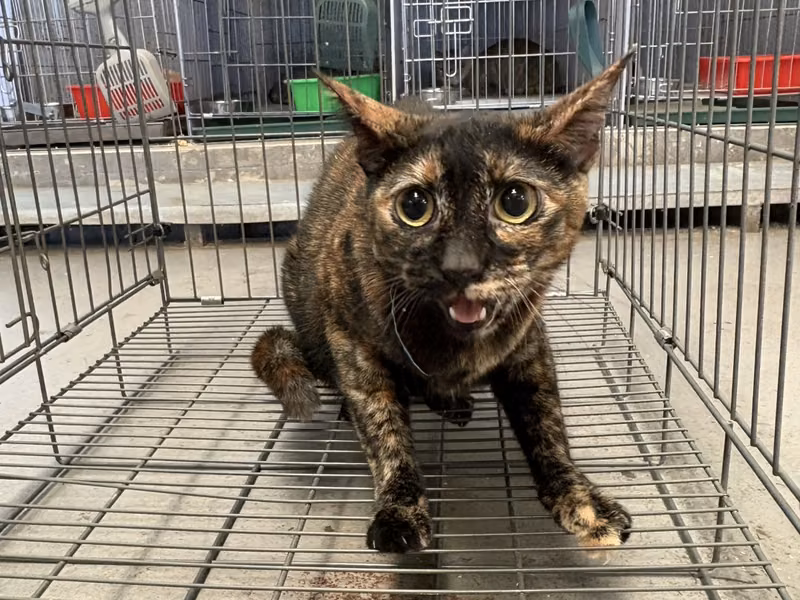 Black-and-orange adult female mixed-breed cat, Medium, shelter no. …4004