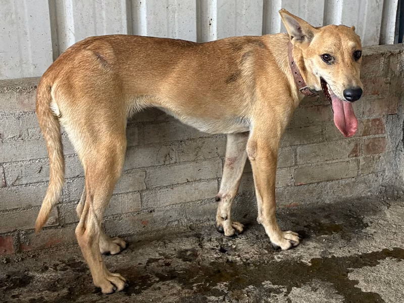 Tan adult female mixed-breed dog, Medium, shelter no. …8009