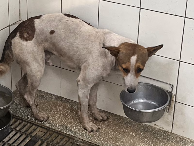 Patched adult male mixed-breed dog, Large, shelter no. …6A24