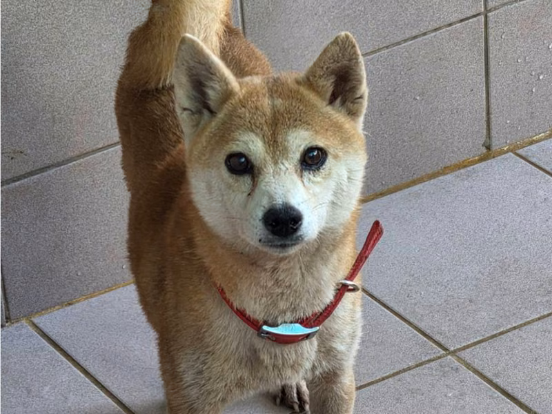 Tan adult female Shiba Inu, Medium, shelter no. …1-10