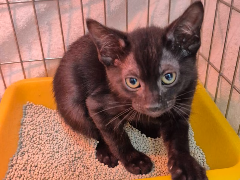 Black young male mixed-breed cat, Small, shelter no. …5004