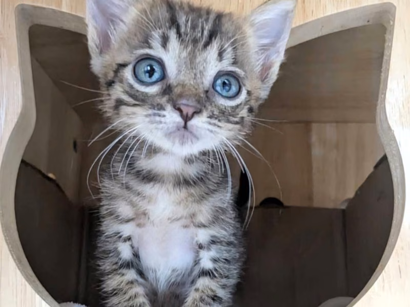 Tabby young male mixed-breed cat, Small, shelter no. …2001