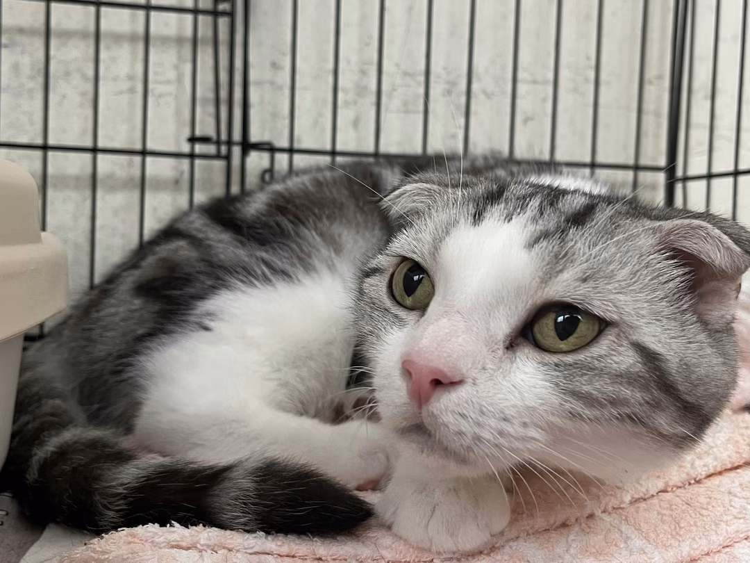 Gray-and-white adult male American Shorthair, Medium, shelter no. …0303
