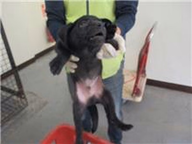 Black male mixed-breed dog, Small, shelter no. …5014