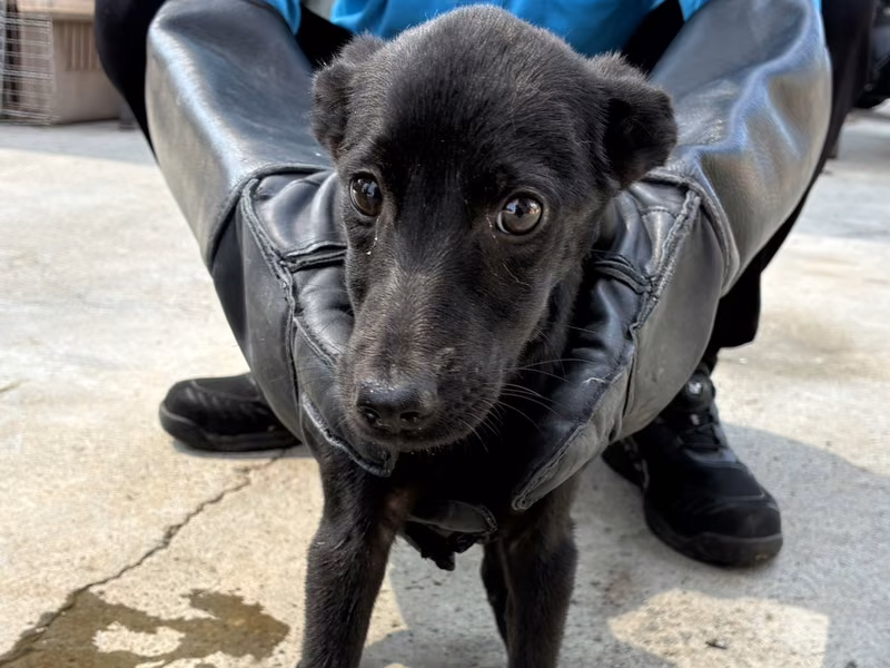 Black young female mixed-breed dog, Small, shelter no. …7020