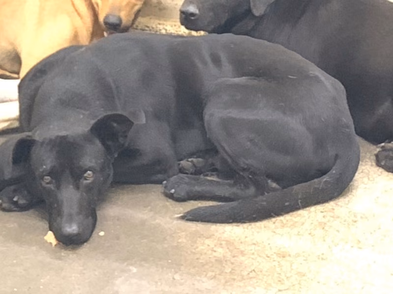 Black adult male mixed-breed dog, Medium, shelter no. …1809