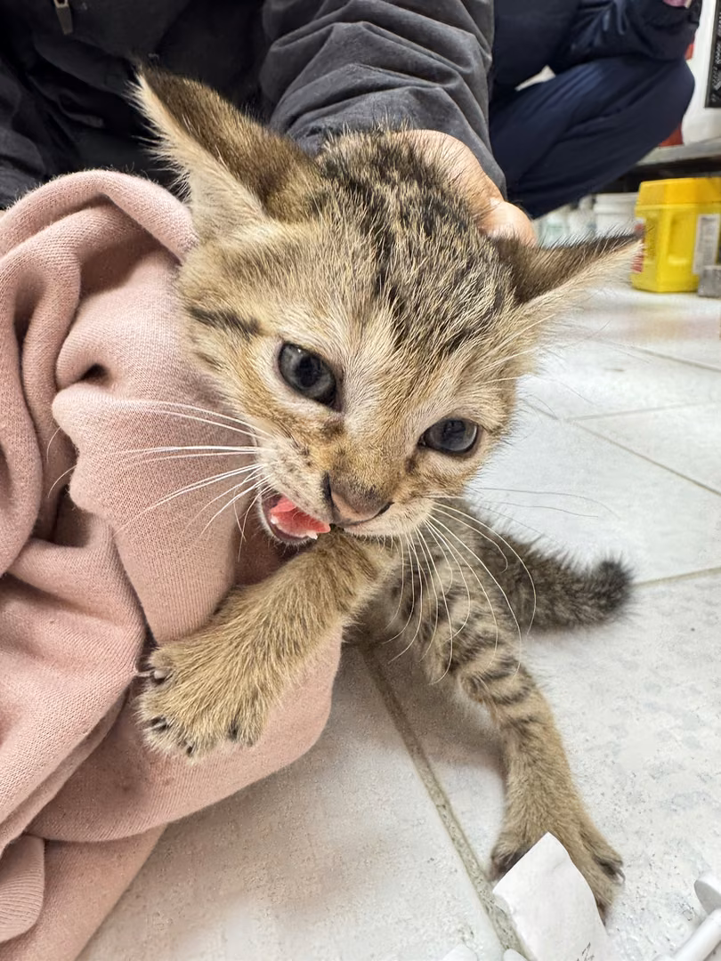 Tabby young female mixed-breed cat, Small, shelter no. …1004