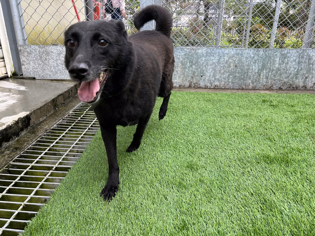Black young female mixed-breed dog, Small, shelter no. …0710