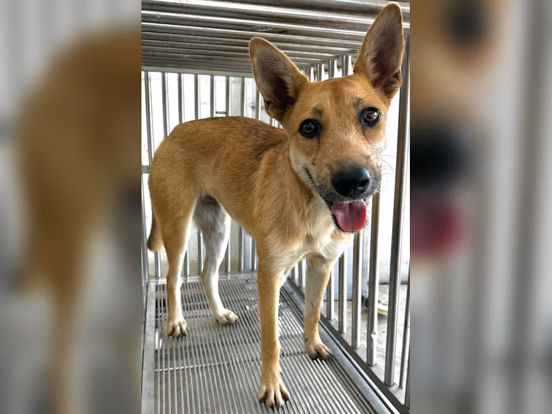 黃色成年母混種犬,中型, 收容編號 …7004