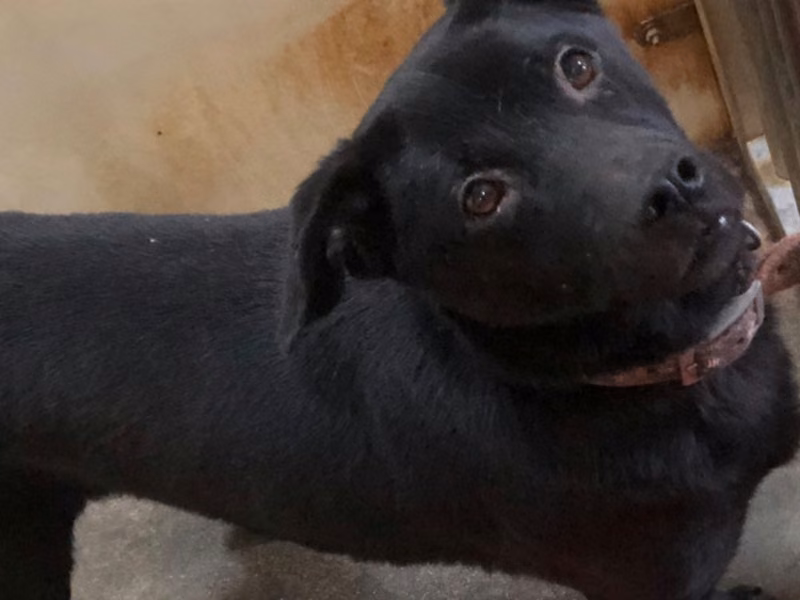 Black adult male mixed-breed dog, Medium, shelter no. …2018