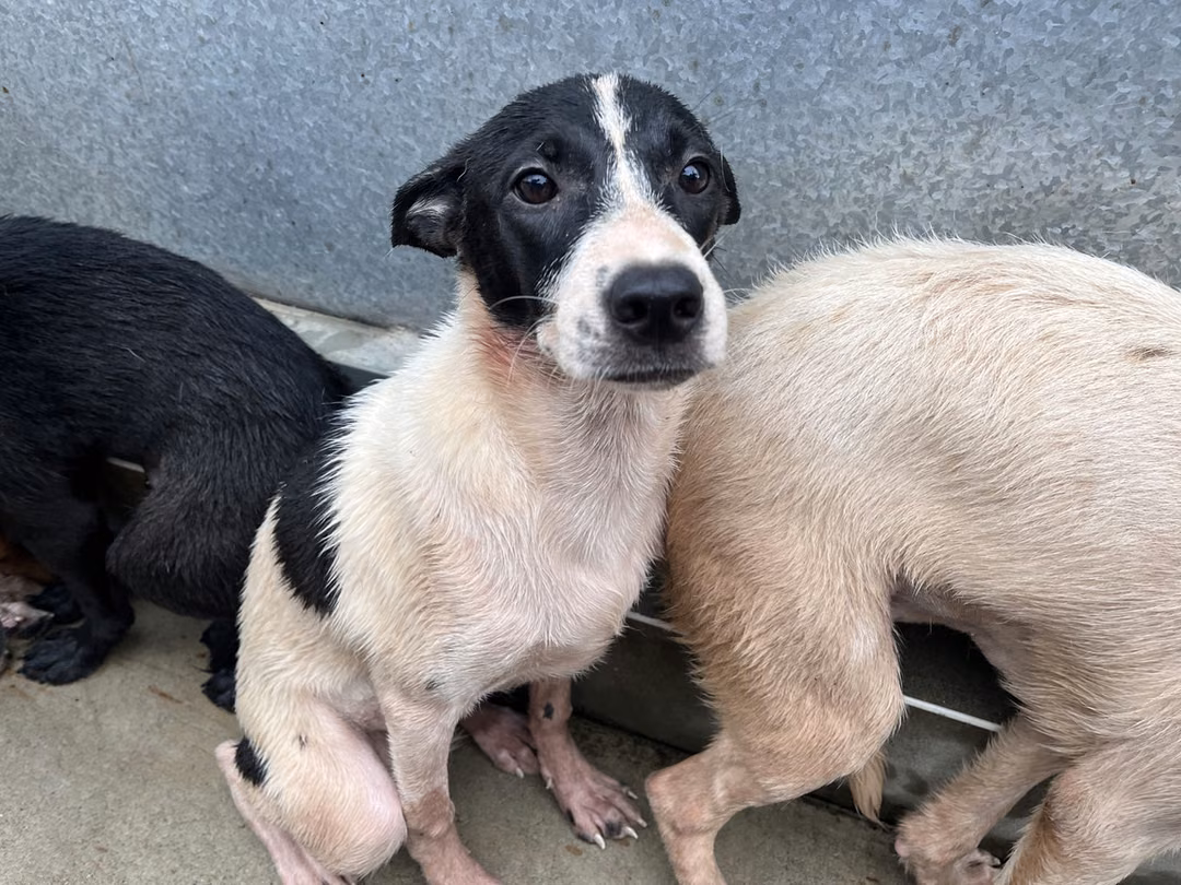 Black-and-white young female mixed-breed dog, Medium, shelter no. …7009