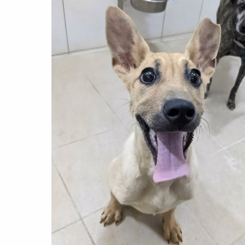 Tan young male mixed-breed dog, Small, shelter no. …5003