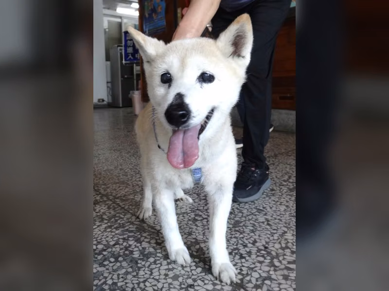 Tan-and-white adult male Shiba Inu, Large, shelter no. …1636