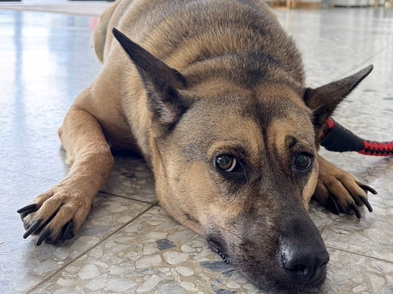 Brown adult female mixed-breed dog, Medium, shelter no. …8007