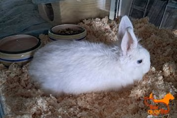 Rabbit (Lalaki, Bata, puti), blg. ng shelter …4368