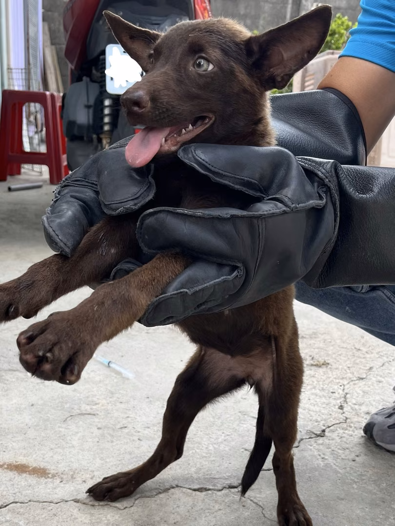 ミックス犬（メス・若い・こげ茶）、小型, 施設番号 …9008